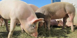 Podaż tuczników w UE stabilizuje się, a popyt i konkurencja w Azji przybiera na sile