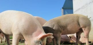 Dlaczego w Polsce łatwiej założyć składowisko śmieci niż gospodarstwo hodowlane?