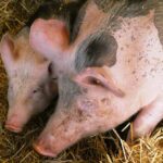 KRIR interweniuje w sprawie obowiązkowego spisu świń. Konieczne są jasne przepisy!