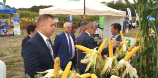 Nowe odmiany, wykłady, pokazy maszyn. Podlaski Dzień Kukurydzy za nami