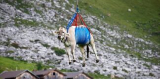 Podniebny wypas