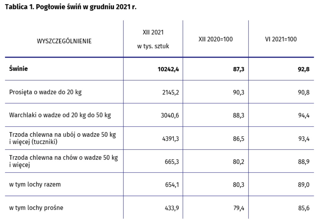 GUS podał dramatyczne dane nt. hodowli świń