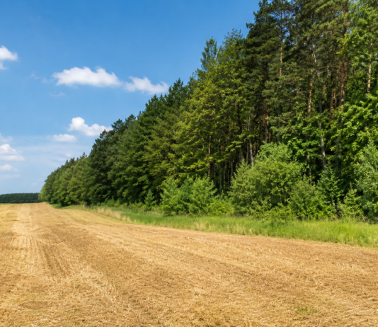 Nowe pieniądze na lasy i zadrzewienia. Rolnicy mogą dostać nawet 20 tys. zł na hektar