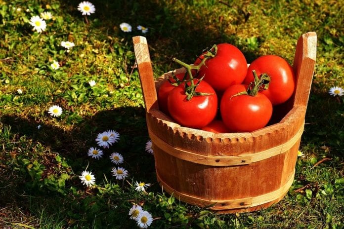 rolnik, rolnictwo, produkcja pomidorów, ceny pomidorów, AgroTydzień, BGŻ BNP Paribas, 
