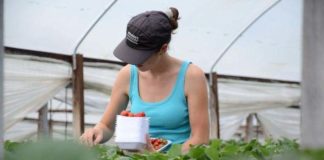 Pracownicy sezonowi mogą wjechać do Polski – podajemy szczegółowe wytyczne!