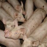 Sytuacja na wybranych rynkach rolnych – sierpień 2023