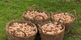 Zasady przemieszczania ziemniaków wyprodukowanych w Polsce, do innych państw członkowskich UE
