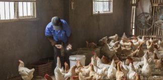 Nadzwyczajne wsparcie dla producentów drobiu i jaj. Trwa nabór wniosków