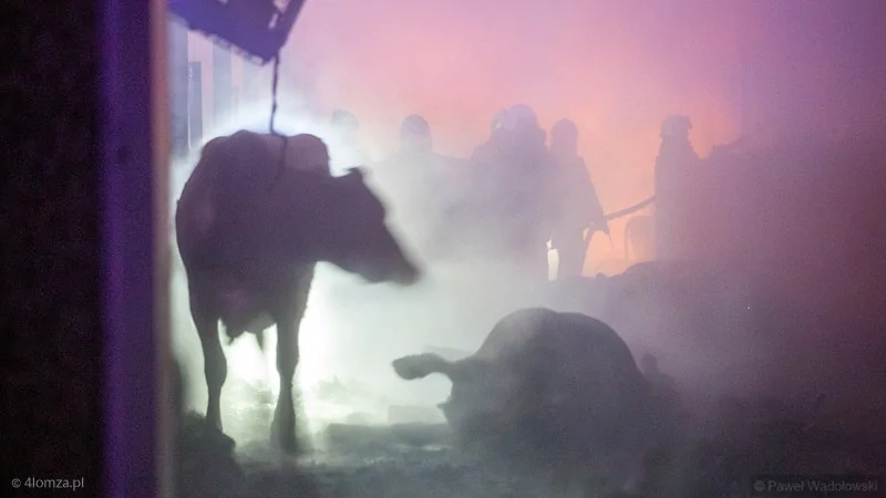 Ponad sto krów spaliło się żywcem Fot. Paweł Wądołowski/Radio Białystok