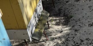 Otruto tysiące pszczół pod Pleszewem. Zawinił rolnik?
