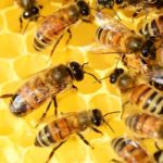 Zagrożenia i możliwości w pszczelarstwie – raport na początek sezonu
