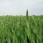 Budowanie parametrów jakościowych pszenicy w warunkach suszy