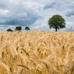 Nowe prognozy USDA: Większe zbiory pszenicy – niższe ceny dla rolników