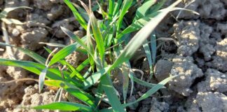 Zabieg czyszczący T0 – jak prawidłowo chronić plantacje przed chorobami grzybowymi wczesną wiosną?