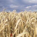 Klęska urodzaju dobije rolników? UE zasypana zbożem
