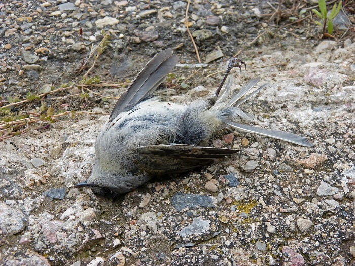 Ptasia grypa w Sopocie. Powiatowy Lekarz Weterynarii wydał rozporządzenie