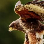 Lubelskie: pierwszy przypadek grypy wykryty u dzikiego ptactwa