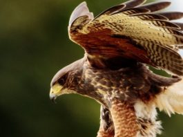 Lubelskie: pierwszy przypadek grypy wykryty u dzikiego ptactwa
