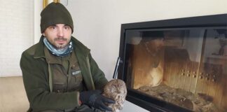 Dziwne zwierzę siedzi za szybą w kominku i ma duże oczy