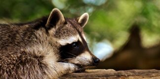 NFOŚiGW wesprze walkę z internetowym handlem gatunkami inwazyjnymi