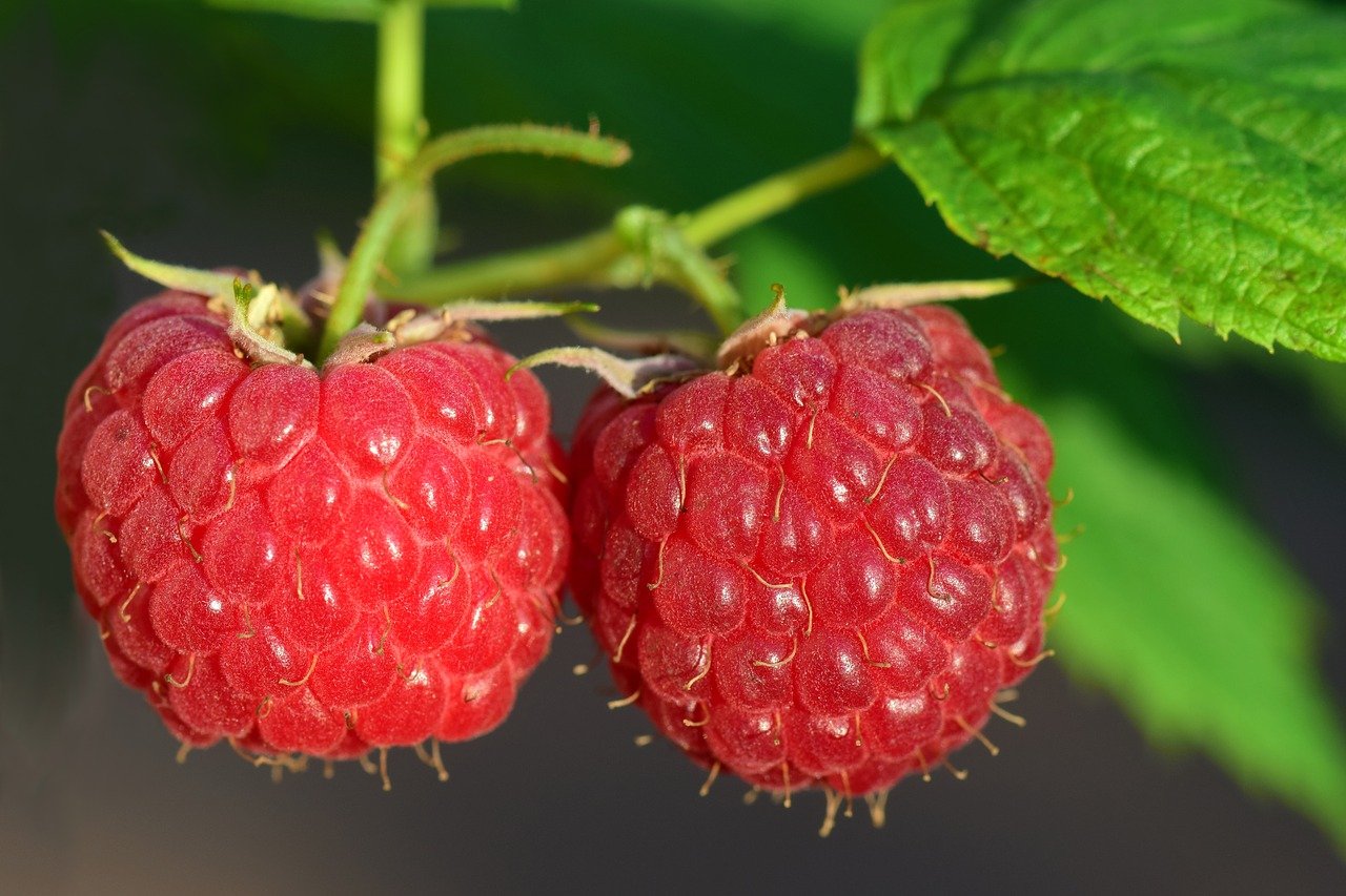  Maliny pomogą przy dolegliwościach wątroby