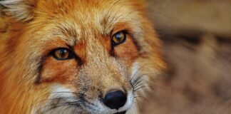 Ptasia grypa na fermach futrzarskich – 70 tysięcy zwierząt zostanie zabitych