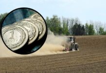 Rolnicy sprzedają taniej niż pół roku temu. GUS pokazał mocne tąpnięcie cen skupu