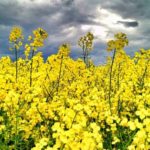 Nowości Bayer: odmiany rzepaku Dekalb oraz innowacyjna zaprawa insektycydowa