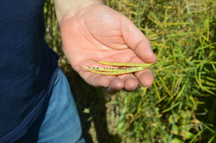 rzepak, pasze, ceny referencyjne, , Polska Koalicja Biopaliw i Pasz Białkowych
