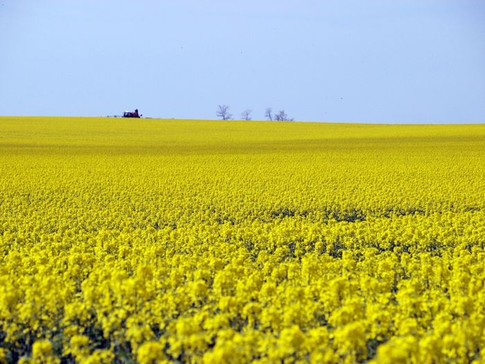 TOPREX® 375 SC od Syngenty z rejestracją rozszerzoną o uprawy małoobszarowe 