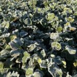 Najpierw mróz, potem nagły skok temperatur. Pogoda zafunduje rolnikom trudny test