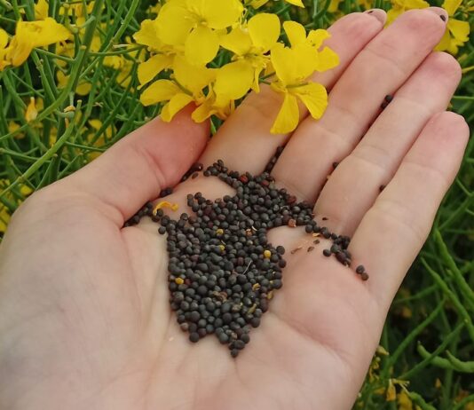 Rolnicy mają więcej czasu. Wnioski o dopłaty do materiału siewnego wydłużone
