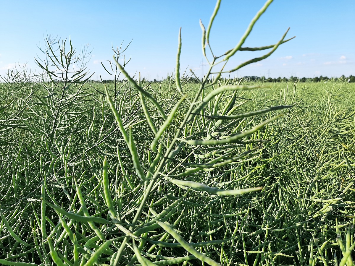 NOTOWANIA cen olieistych i soi w Polsce i na świecie