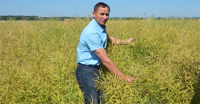 rolnik, odmiany rzepaku, Syngenta, SY Saveo, George, SY Florida, SY Iowa, odmiany rzepaku ozimego