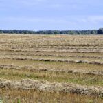 Zagospodarowanie resztek pożniwnych – zabezpieczenie zasiewów