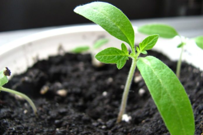 VITASEED, kondycjonowanie nasion, przechowywanie nasion, kiełkowanie, rolnictwo, Optigrow Vitalizer 90, 