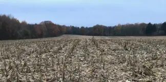 Jak zadbać o ściernisko po kukurydzy?