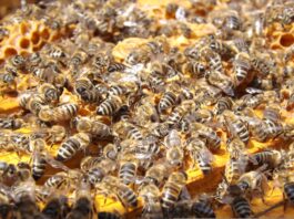 20 maja – Światowy Dzień Pszczół i Kodeks Dobrej Współpracy Rolnika i Pszczelarza
