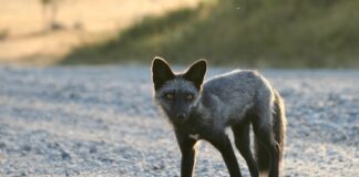 Wścieklizna – jak chronić zwierzęta gospodarskie?