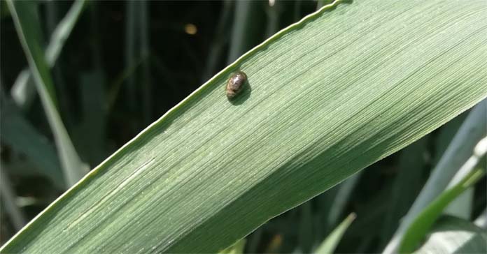 szkodniki, insektycydy, hormony peptydowe owadów, owady, środki owadobójcze, szkodniki, pszczoły, bezpieczeństwo żywnościowe, ekspresja genów 