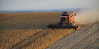 Odbicie notowań zbóż, soi i rzepaku, po atakach na ukraińskie porty