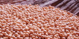 Zboża mocno w dół, a oleiste w górę po piątkowym raporcie USDA