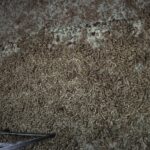 Transport spleśniałej paszy z Ukrainy zatrzymany. 280 ton cofnięte z granicy