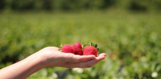 W UE zabraknie pracowników sezonowych? Szparagi i truskawki zgniją na polach?