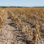 Katastrofa na plantacjach fasoli. Rolnicy domagają się pilnych rekompensat Katastrofa na plantacjach fasoli. Rolnicy domagają się pilnych rekompensat. Fot.: wygenerowane przez AI