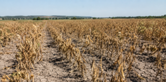 Katastrofa na plantacjach fasoli. Rolnicy domagają się pilnych rekompensat Katastrofa na plantacjach fasoli. Rolnicy domagają się pilnych rekompensat. Fot.: wygenerowane przez AI