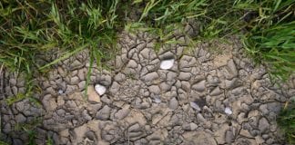 Polscy naukowcy zbadają wpływ działalności człowieka na suszę