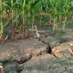 Straty w uprawach w 2023 r. – 101,1 tys. rolników otrzymało 786,7 mln zł