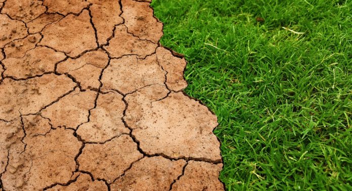 rolnik, rolnictwo, susza, prof. dr hab. Stanisław Czaja, zmiany klimatu, ocieplenie klimatu, zbiory zbóż