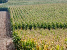 Technologia uprawy kukurydzy w warunkach suszy